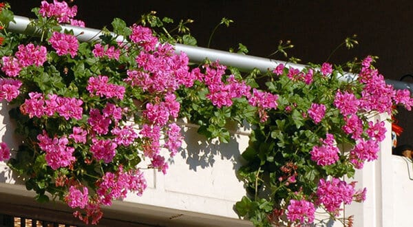 Balkon için sardunya çiçeği